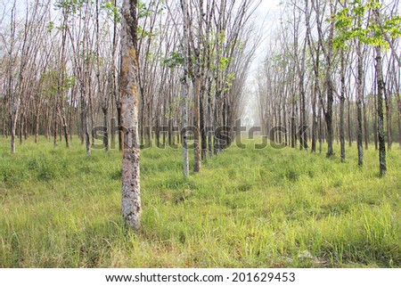 Rubber plant plantation with rows of cultivated trees
