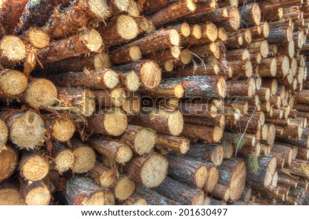Freshly cut tree logs piled up close-up