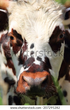 Beautiful cow close up portrait in Normandy, France