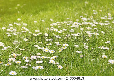 Meadow with daisies, beautiful green background with flowers.