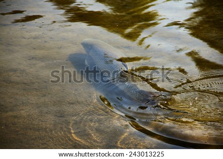 The brown trout (Salmo trutta) in clear transparent pond