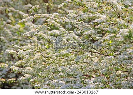 White flowers of bloomind bush, beautiful spring background