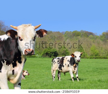 Beautiful cows grazing on green field in Normandy, France