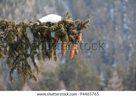 Beautiful fir-tree branch with fir-cones and snow in winter mountains