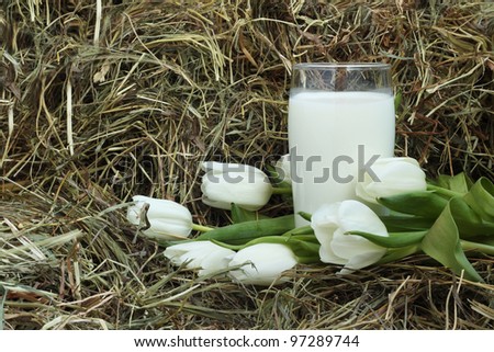 Glass of fresh natural milk and white tulips on hay