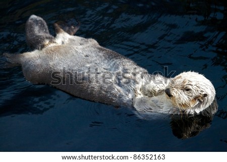 Ocean Otter