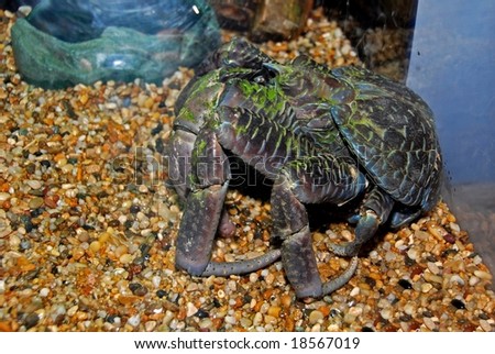 coconut crab in the aquarium