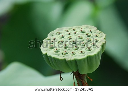 beautiful lotus seed in the ponds