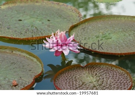 red water plant in the ponds
