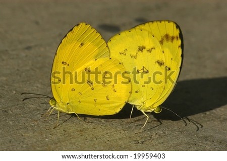 Lemon Yellow Butterfly Mating Stock Photo 19959403 : Sh