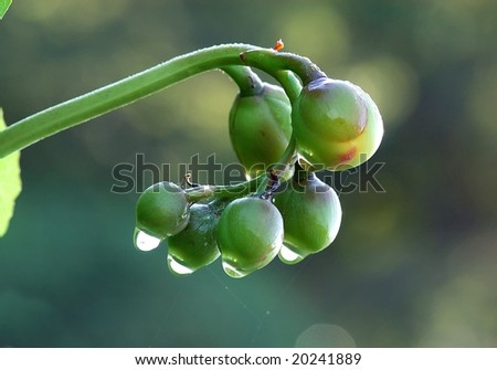 fruit and water droplet