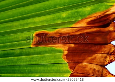 green palm leaf structure
