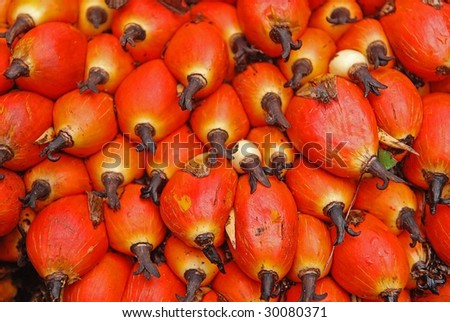 palm oil fruit in the plantation
