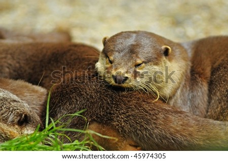 otter resting in the parks