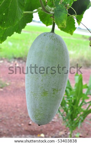 winter melon fruits in the gardens