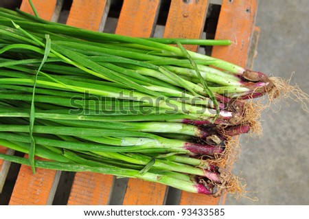 green onion plant selling in the market