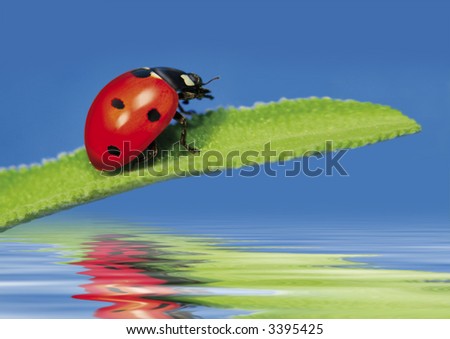 little sweet ladybug on a leaf over water. More pictures of this cute beetle in my portfolio.