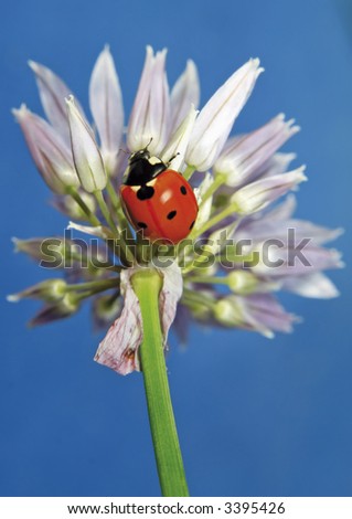 Little sweet ladybug. More pictures of this cute beetle in my portfolio.