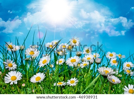 sweet little daisy-flowers in a meadow in front of blue sky with sunset