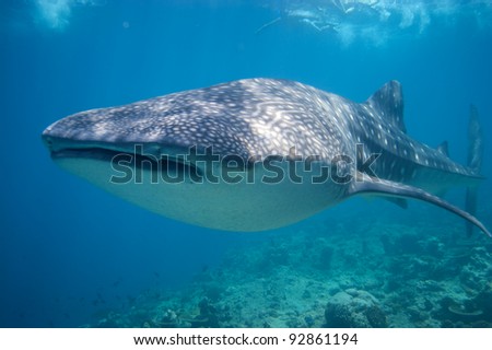 Snorkeling with a Whale Shark in the Maldives