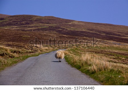 Lone sheep walking on a country road on Isle of Skye, Scotland