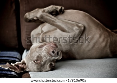 Adorable funny dog chilling out belly up