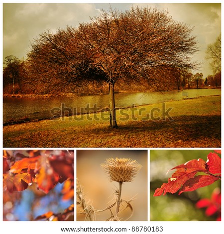 Autumn tree and red autumn leaves
