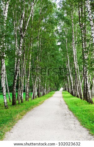 narrow walking path in the birch forest
