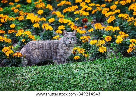cat and flower bed summer day