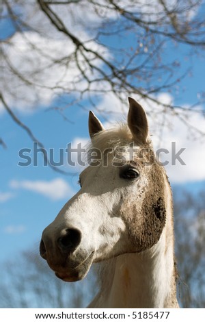 White horse in a dirt on a background of the sky with clouds