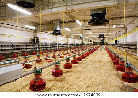 The modern and new automated integrated poultry farm