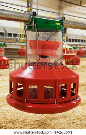 Automatic feeding trough on a modern integrated poultry farm