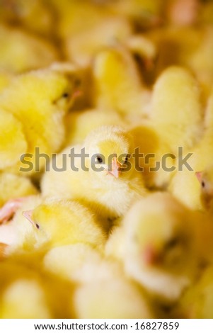 Yellow chickens on a modern poultry farm