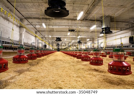 The modern and new automated integrated poultry farm