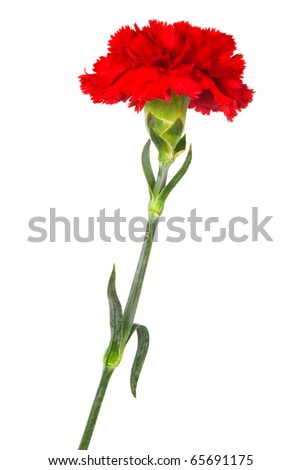 red carnation images
