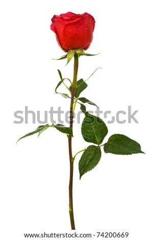 single scarlet rose on a white background - stock photo