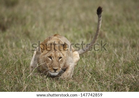 Lion hunting
