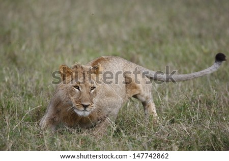 Lion hunting