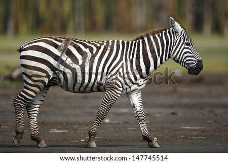 Zebra with hurt from lion attack