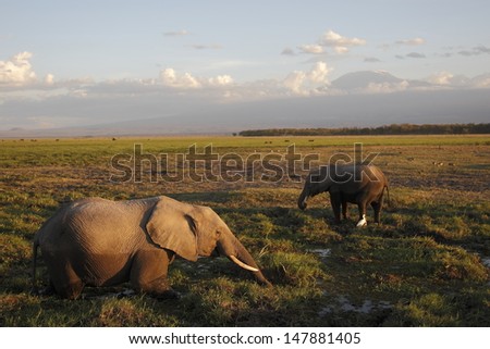 Elephants in swamp with Kilimanjaro