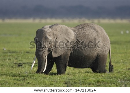 Big elephant in swamp