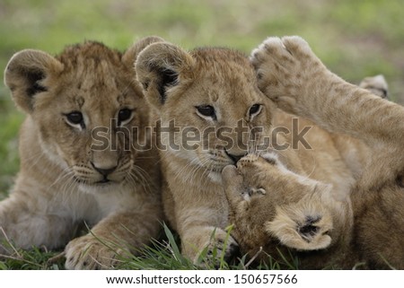 Lions cubs playing
