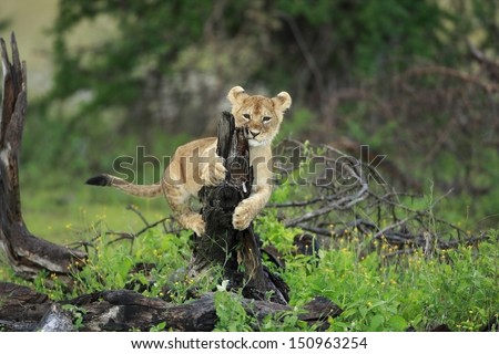 Lion cub play on little tree