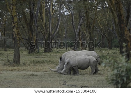 White rhino mother and son in acacia trees forest