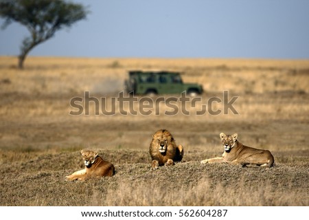 Lion and lionesses  in the savannah with land rover and acacia tree on slightly blurred  background