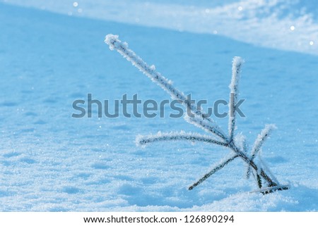 Evergreen plant in winter with hoarfrost, background in shadow