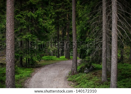 Hiking path in a evergreen forest during spring in the evening