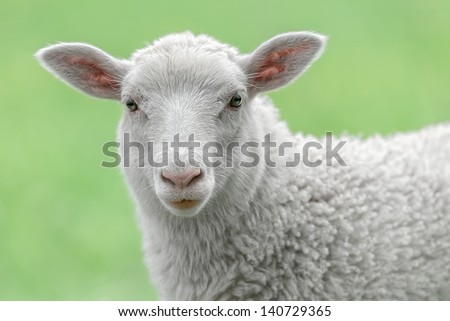 Face of a white lamb looking at you with bright green background