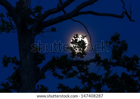 Shoot of black oak Leaves Silhouetted Against Blue Evening Sky and Full Moon