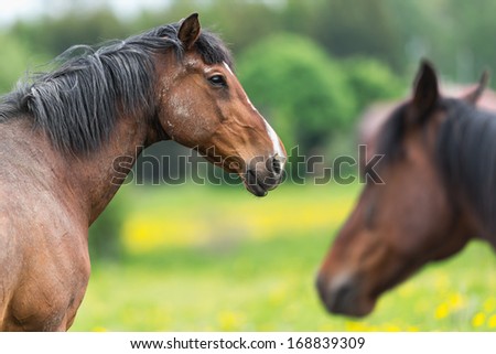 Stallion just after a fight with rivals in the herd one mare in foreground out of focus